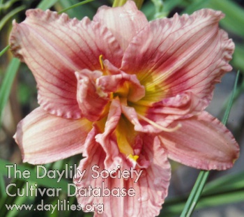 Daylily Double Deseret