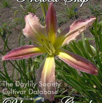 Daylily Double Prowed Ship