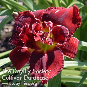 Daylily Double Red Royal