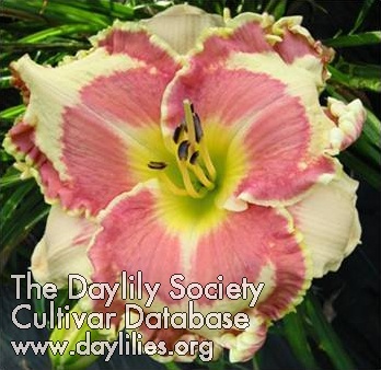 Daylily Dovealicious
