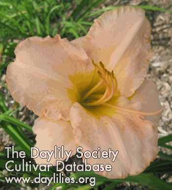 Daylily Down East Lady