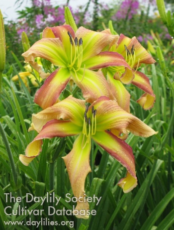 Daylily Down by the Creek