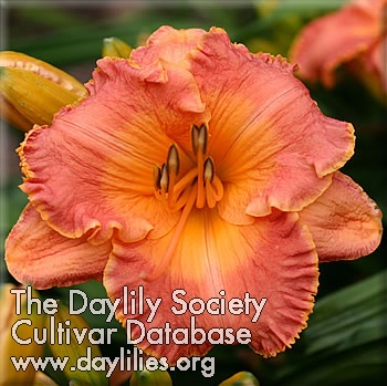 Daylily Downtown Thad Brown
