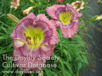 Daylily Dr Jekyll
