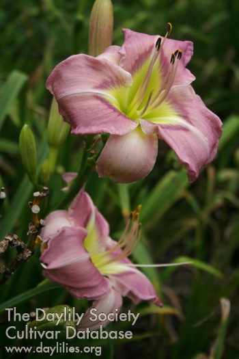 Daylily Dr Ruth Myers