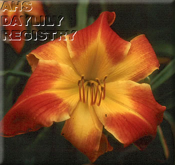 Daylily Dr Mike