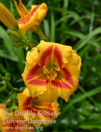 Daylily Dragon's Play