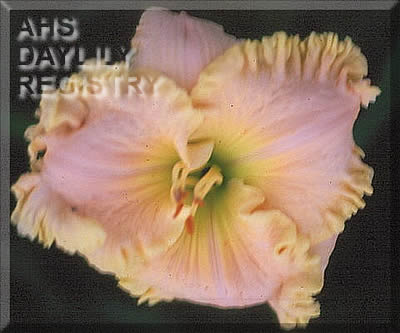 Daylily Dream Runner