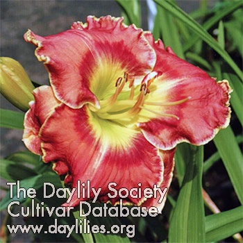 Daylily Dreams That Never Die