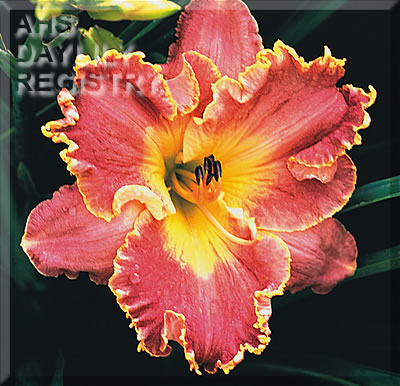 Daylily Dreams of Heroes