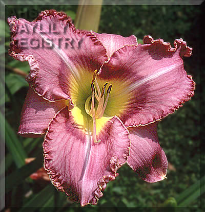 Daylily Dressed to Win