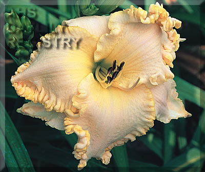 Daylily Dripping with Gold