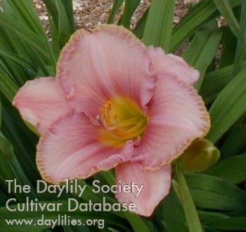 Daylily Driving Me Wild