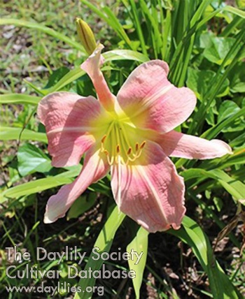 Daylily Duchesse d'Orleans