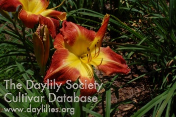 Daylily Dueling Dinosaurs-NCMNS