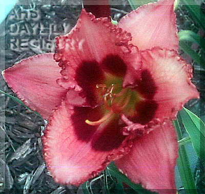 Daylily Duet Twilight Afterglow