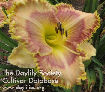 Daylily Dylan Dye