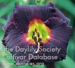 Daylily Dakar