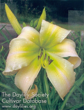 Daylily Damariscotta River Prince