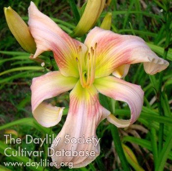 Daylily Dance of the Fairies