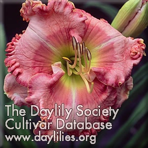 Daylily Dancing with Julie