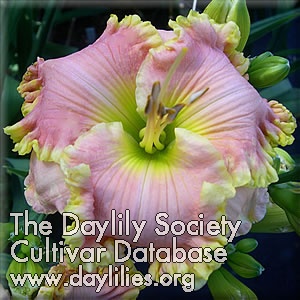 Daylily Dan's Paradise Pink
