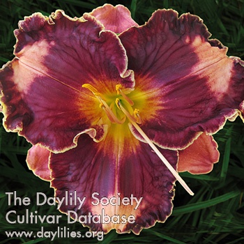 Daylily Dark Desire
