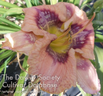 Daylily Delicious Complexity