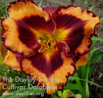 Daylily Delphi Oriole