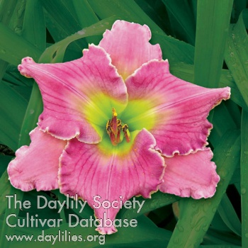 Daylily Delta Phase