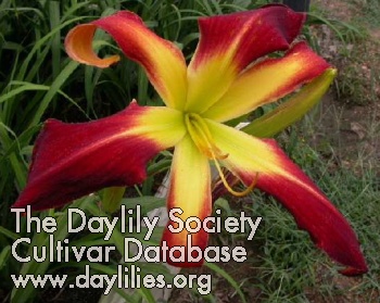 Daylily Denise Brown Memorial