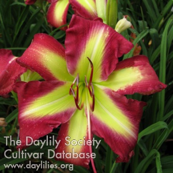 Daylily Dianne Reaves