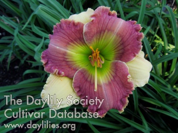 Daylily Dillon's Darling
