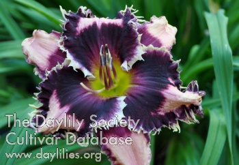 Daylily Doctor Magee