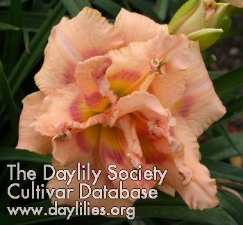 Daylily Double Dog Dare You