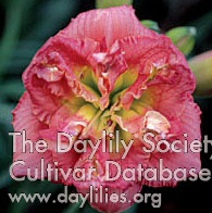 Daylily Double Image