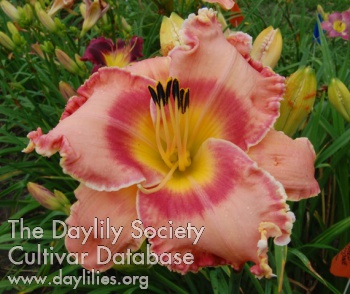 Daylily Dreamboat Annie