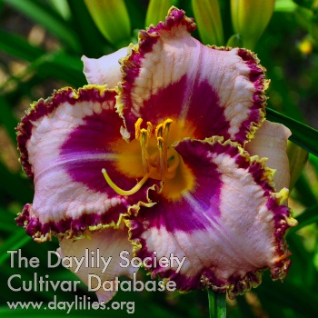 Daylily En Route