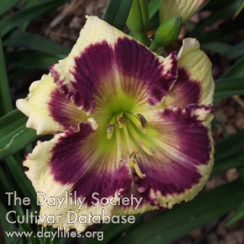 Daylily ET Spilled Perfume