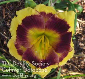 Daylily ET Possum and Grits