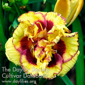 Daylily Early Bird Song