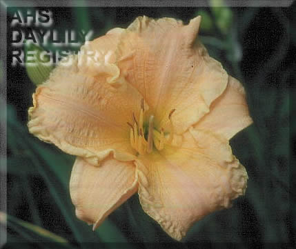 Daylily Early and Often