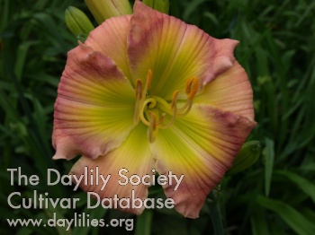 Daylily Earlybird Salmon Leaping