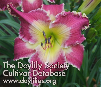 Daylily Earth and All Stars