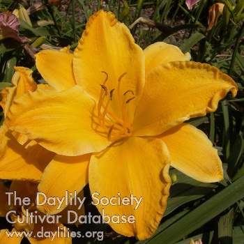 Daylily Easter Sunday