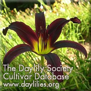 Daylily Eating Crow