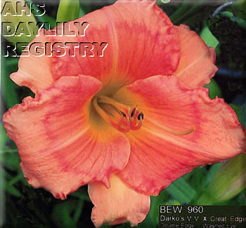 Daylily Echoes of Desire