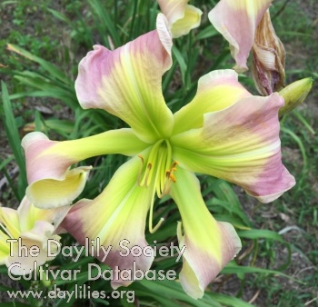 Daylily Echoes in Rain