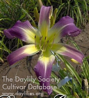 Daylily Edge of Chaos