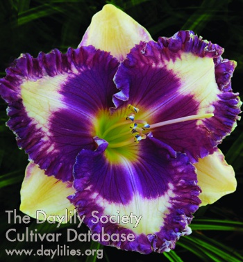 Daylily Edge of Hypnosis